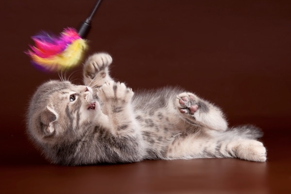 Kitten Teething: 5 Tips to Stop Kitten Biting - Catster