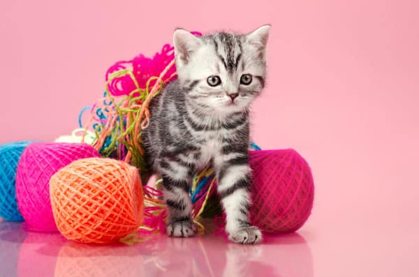 kitten-sewing-thread.jpg