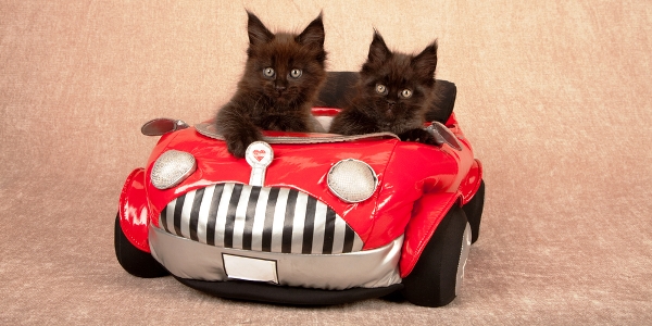Image result for Cats in cars