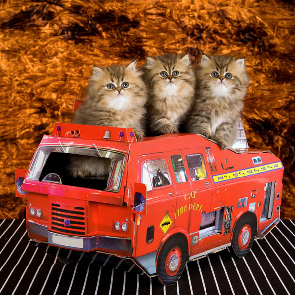 8 Tips to Make Sure Your Cat Is Prepared for a House Fire