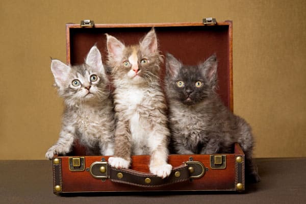 5 Cat Breeds You Can Actually Take On A Road Trip Catster