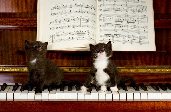 kittens keys piano