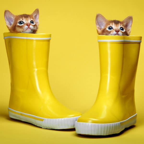 buy \u003e cat in rain boots,cat in rain 