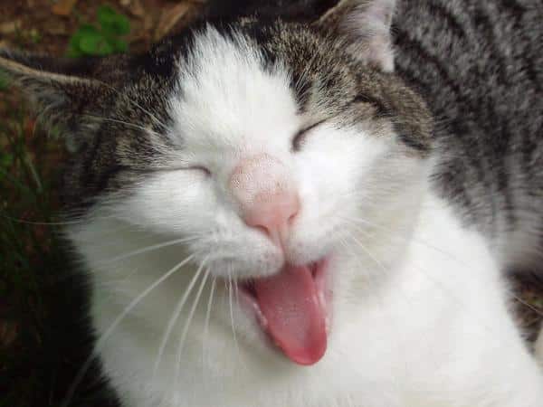 6 Ways to Make Your Cat  Happy Catster