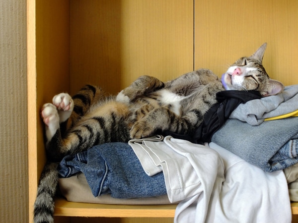 lazy-cat-2.jpg