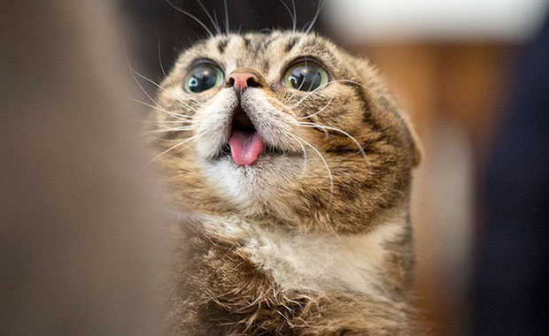 5 Takeaways From My Afternoon With Lil Bub Catster