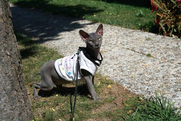 A Sphynx cat walks outside on a harness with a shirt on.