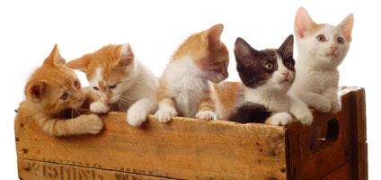 How to Litterbox Train a Kitten - Catster