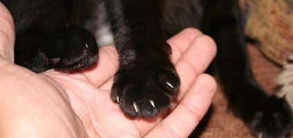 5 paw cat