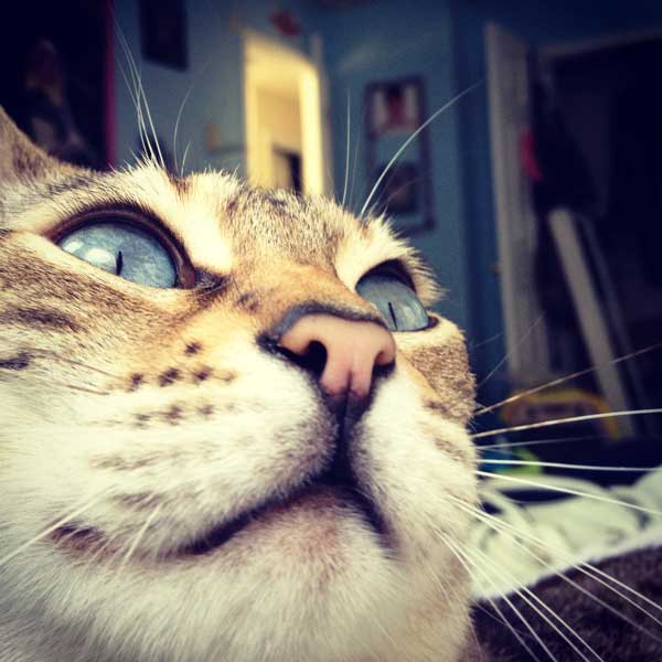 A closeup of a Bengal cat. 