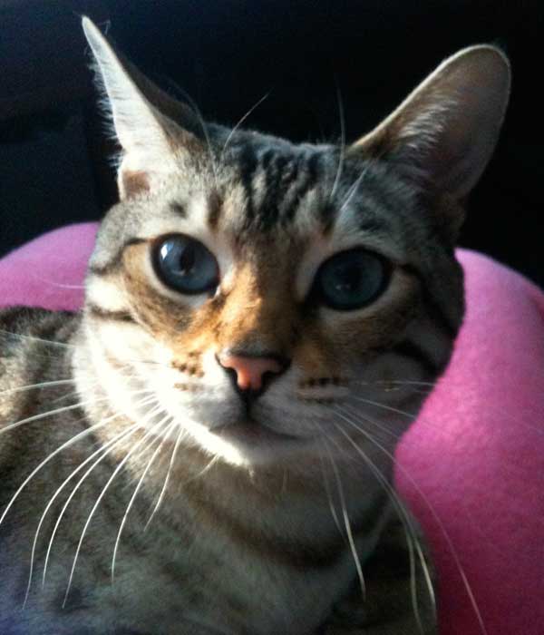 A close up of a Bengal cat. 