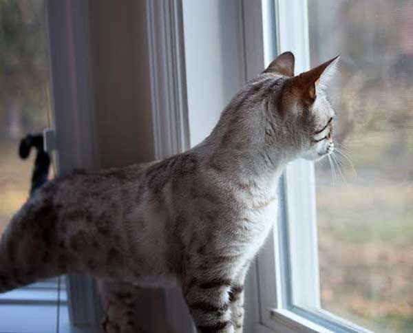 A Bengal cat looking out a window.
