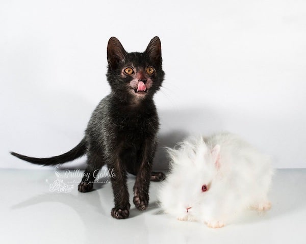 Meet the Lykoi, Better Known as the Werewolf Cat Catster