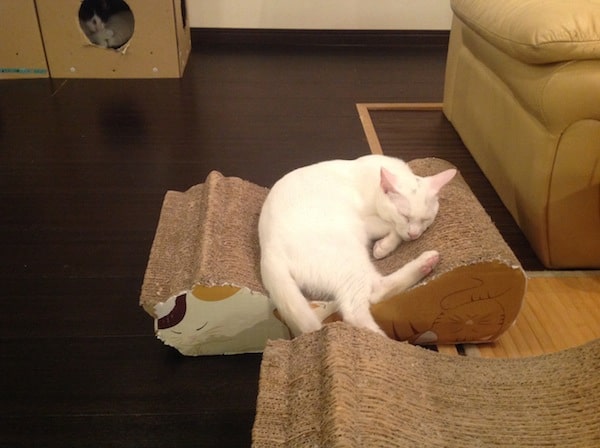 My Husband and I Visit Cat Cafe Miysis in Yokohama Japan My Husband and I Visit Cat Cafe Miysis in Yokohama Japan