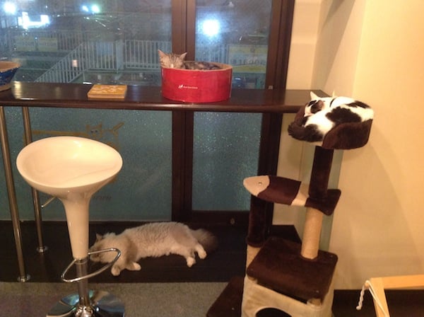 My Husband and I Visit Cat Cafe Miysis in Yokohama Japan My Husband and I Visit Cat Cafe Miysis in Yokohama Japan