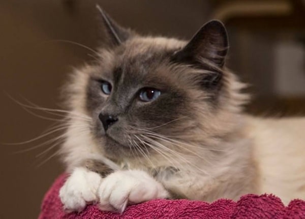 35 Top Images Cat Adoptions Near Me : Maine Coon Adoptions - CALIFORNIA-BASED NO-KILL CAT RESCUE