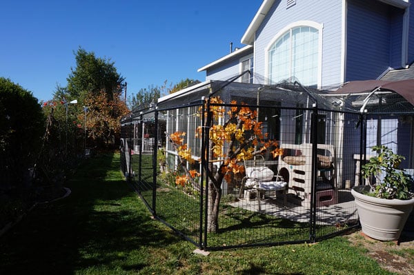 A view of a catio.