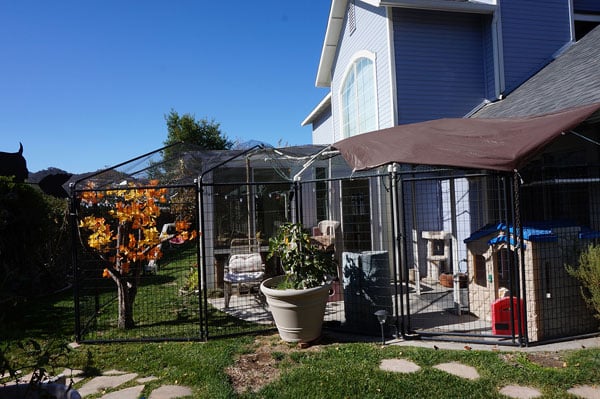 A catio for under $1000.