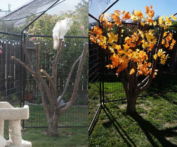 Inside a catio.