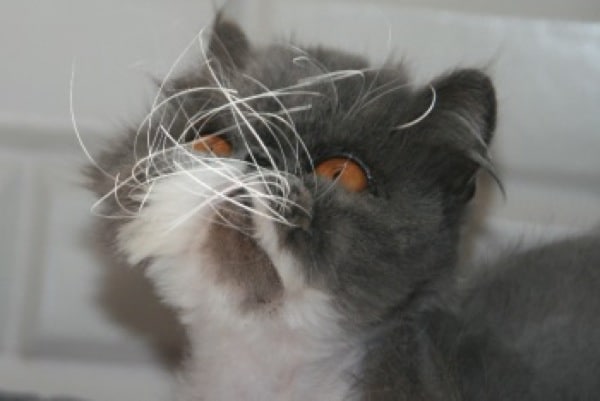 cat breeds with curly whiskers