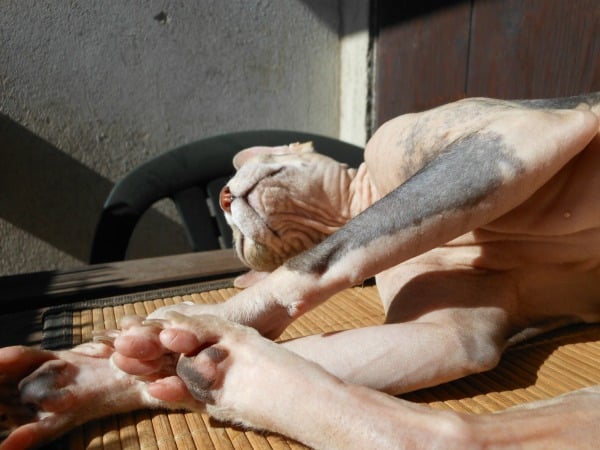 A hairless Sphynx cat enjoys the summer sun.