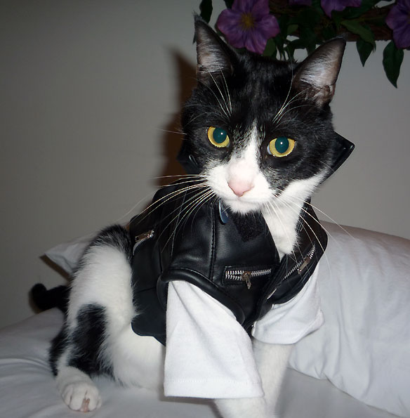 Haters Gonna Hate, but That Ain’t Gonna Stop Me from Dressing My Cats