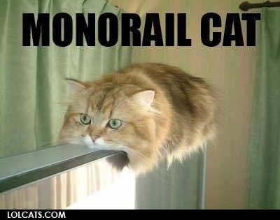 cat lol