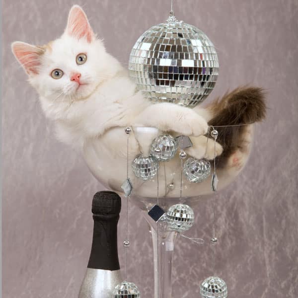 Cats That Won T Let You Pick Them Up Cats That Won T Let You Pick Them Up