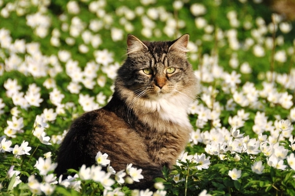 A cat in a field of flowers.