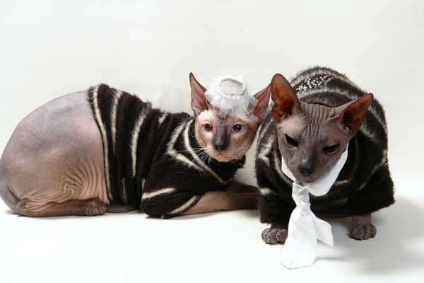 Do Your Cats Like Wearing Clothes? - Catster