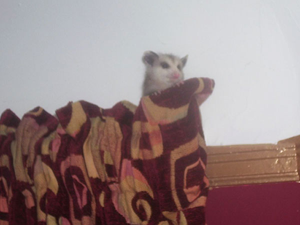 Look What The Cat Dragged In In My Case A Houseful Of Baby Possums Catster