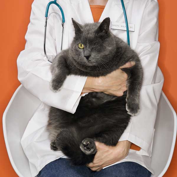 In Veterinary Medicine Cats Lag Behind Dogs and Im Sick 