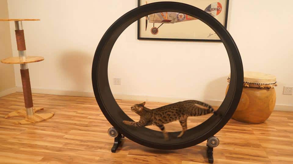 Is This the Prettiest Cat Wheel Ever? Catster