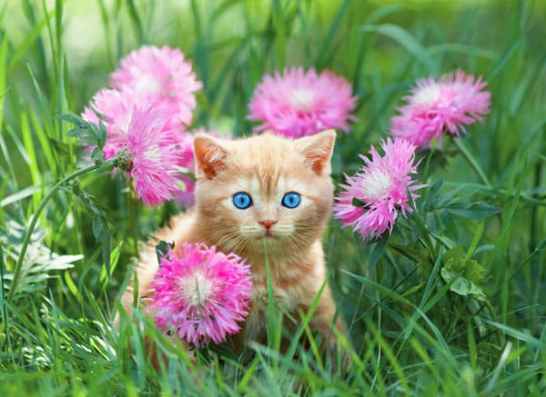 orange-kitten-pink-flowers.jpg