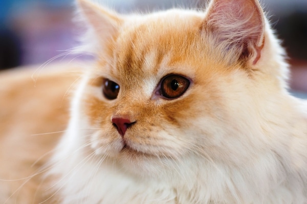 Image result for Sunburn in Siamese Cats