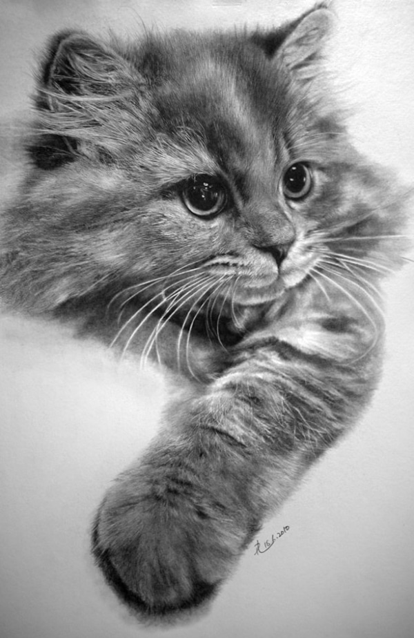 We Love Paul Lung’s Incredibly Photorealistic Drawings of Cats Catster