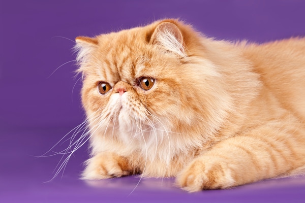 What If Cats Had Jobs? Catster