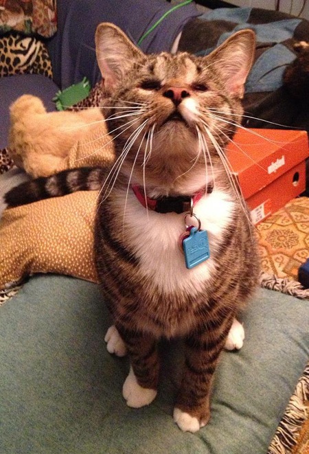 special needs cat rescue