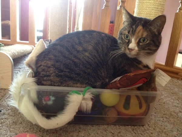 DIY: Cat Ring Toys Made from TP Rolls - Arizona Humane Society