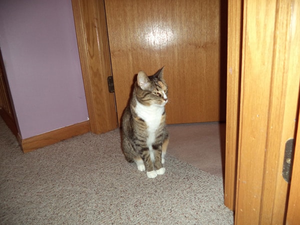 Is Your Cat A Slob Catster