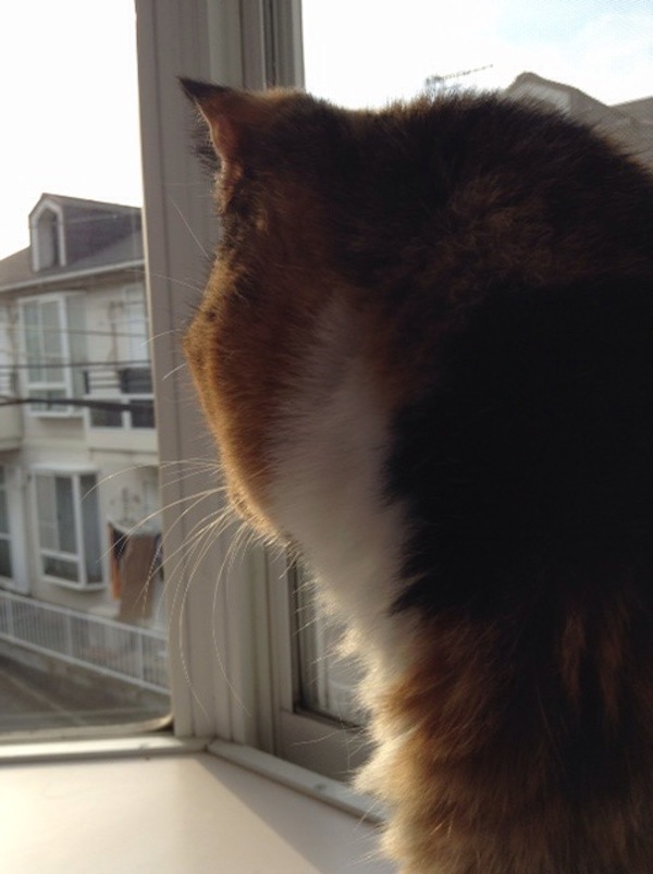 A cat looking out the window of a small apartment. 