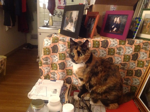 A cat in a tiny apartment. 
