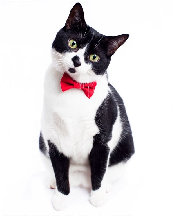 Win a Cat Bow Tie and Collar from Sweet Pickles Designs Catster