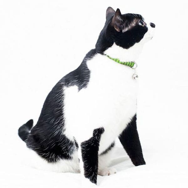 Win a Fancy Collar from Sweet Pickles Designs’ Fall Collection Catster