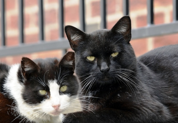 Two older cats hanging out together.