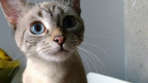 my cat is the love of my life