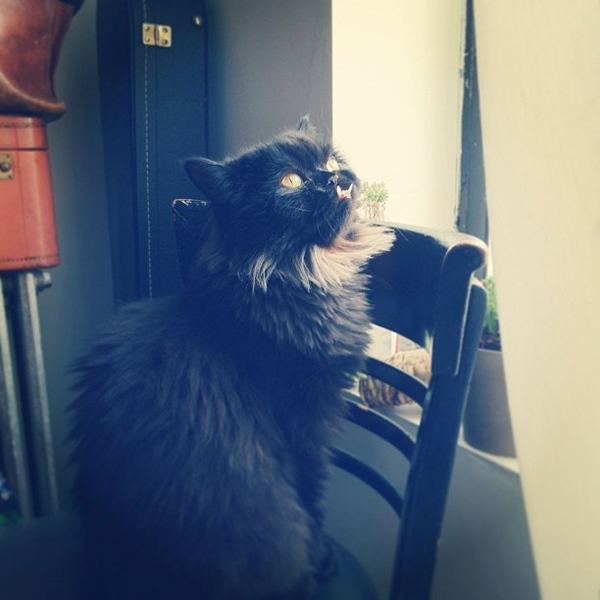 They Call This Cat PRINCESS Monster Truck for a Reason Catster