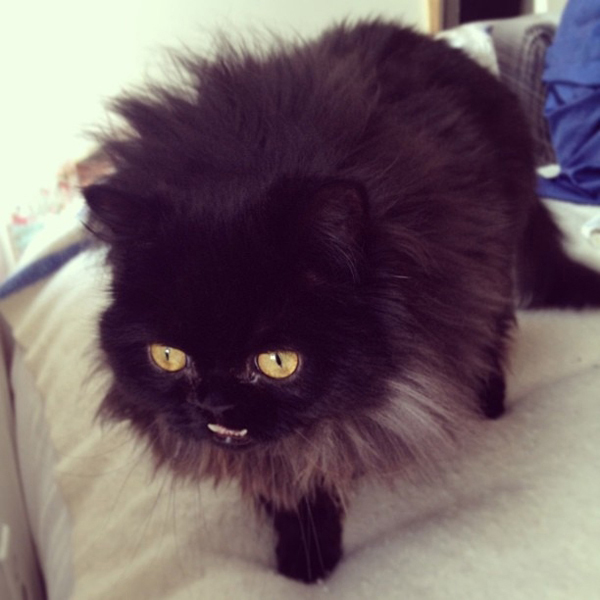 They Call This Cat PRINCESS Monster Truck for a Reason Catster