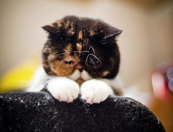 pudge-pouts-600.jpg