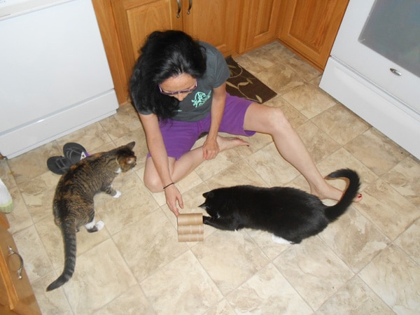 Cats playing with homemade cat toys.